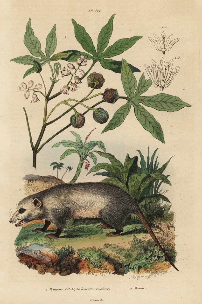 Virginia opossum, Didelphis virginiana 1, og kassava eller yuca, Manihot esculenta 2 av Unbekannt