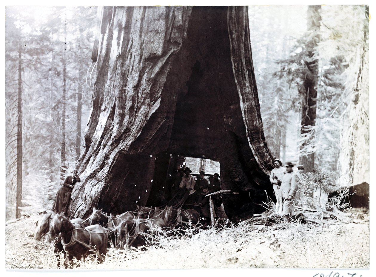 Vogn som passerer gjennom et gigantisk tre, Nord-Amerika, ca 1900 av Unbekannt