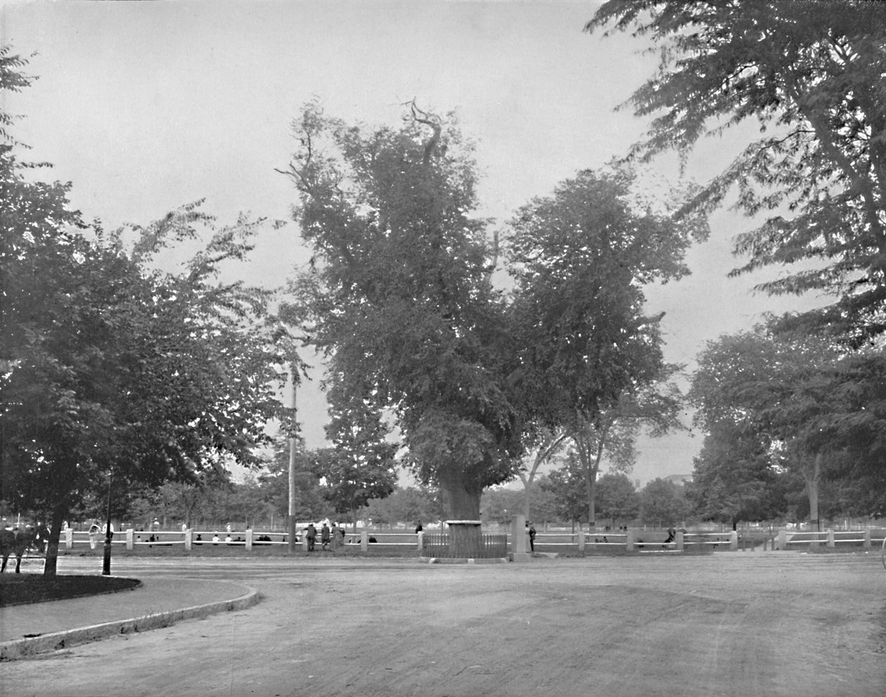 Washington Elm, Cambridge, Massachusetts, c1897. av Unbekannt