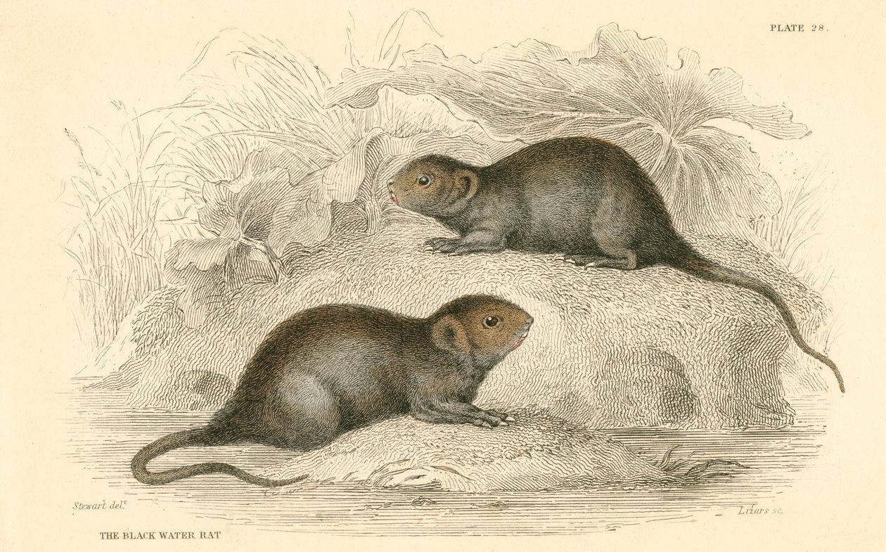 Vannsmus Arvicola terrestris, også kjent som svartvannsrotten, 1828 av Unbekannt