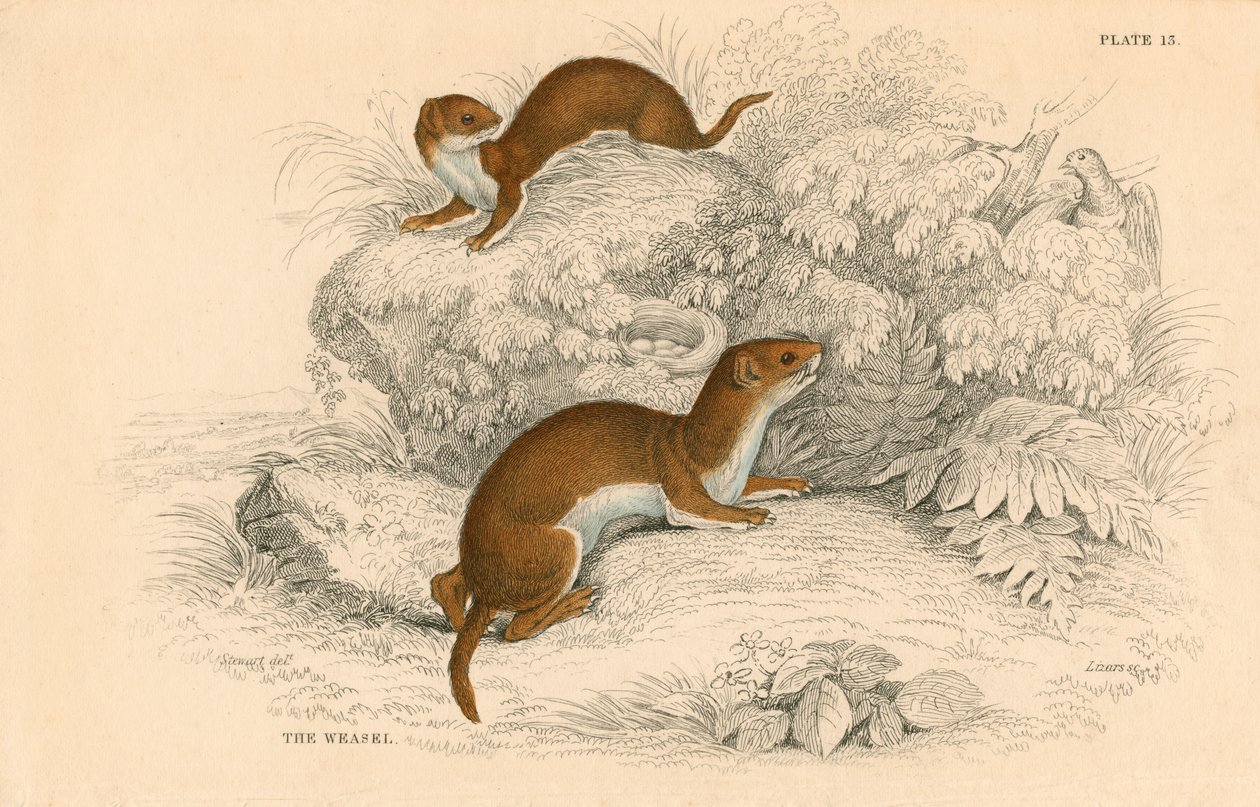 Weasel Putorius nivalisMustela vulgaris, den minste europeiske rovdyr, 1828 av Unbekannt