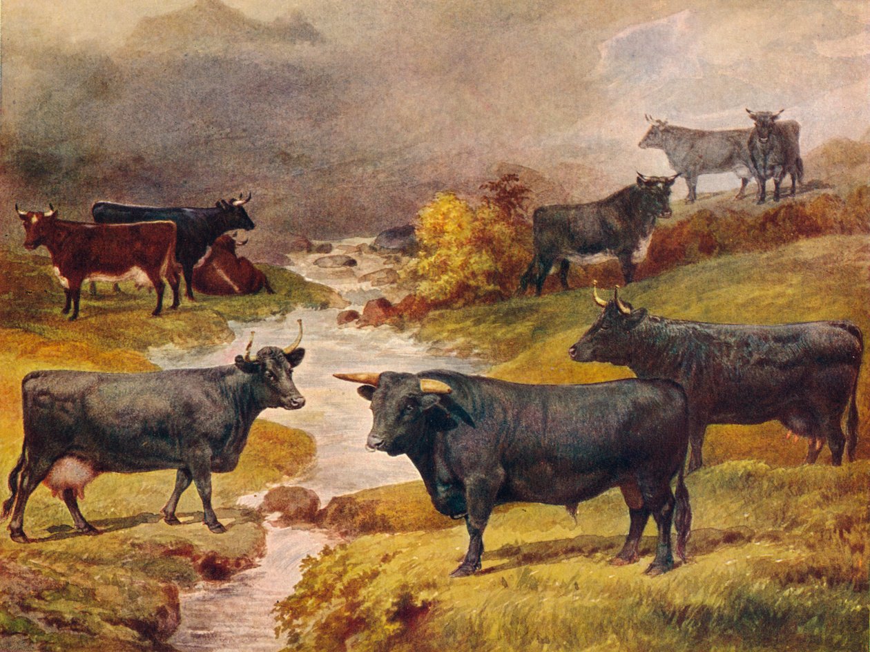 Welsh Black storfe, c1906 c1910 av Unbekannt
