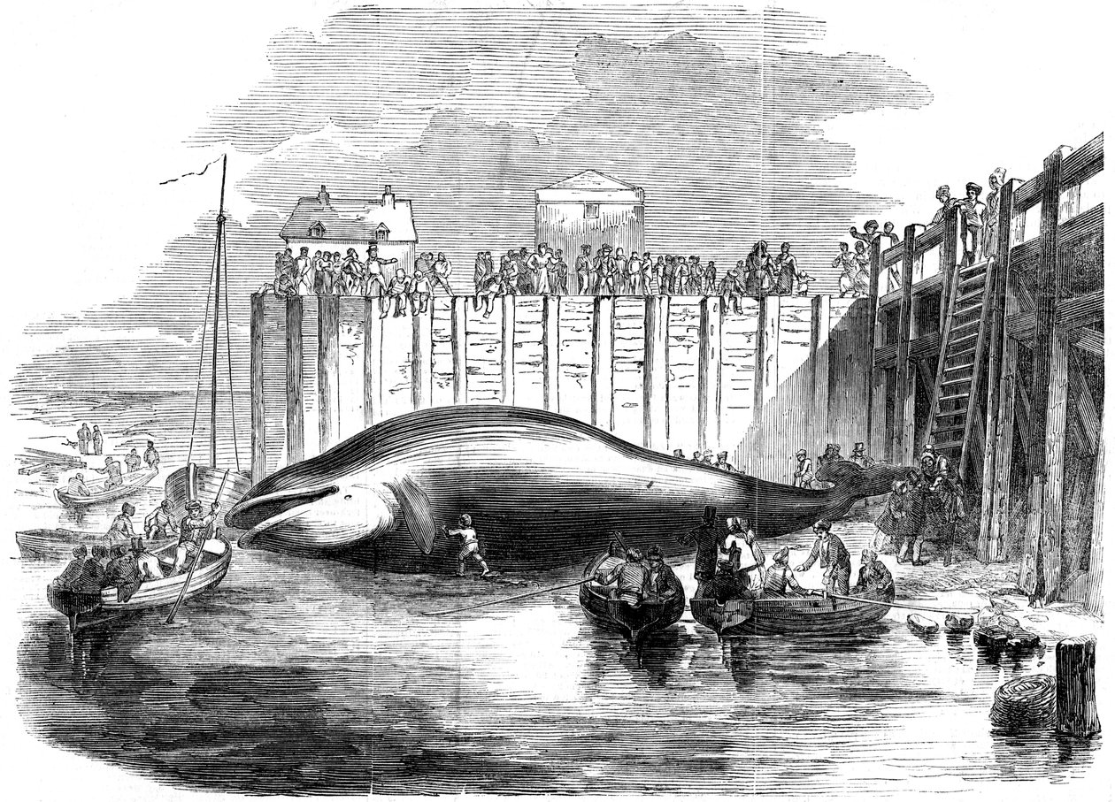 Hval fanget i Themsen, Grays, Essex, 1800-tallet av Unbekannt