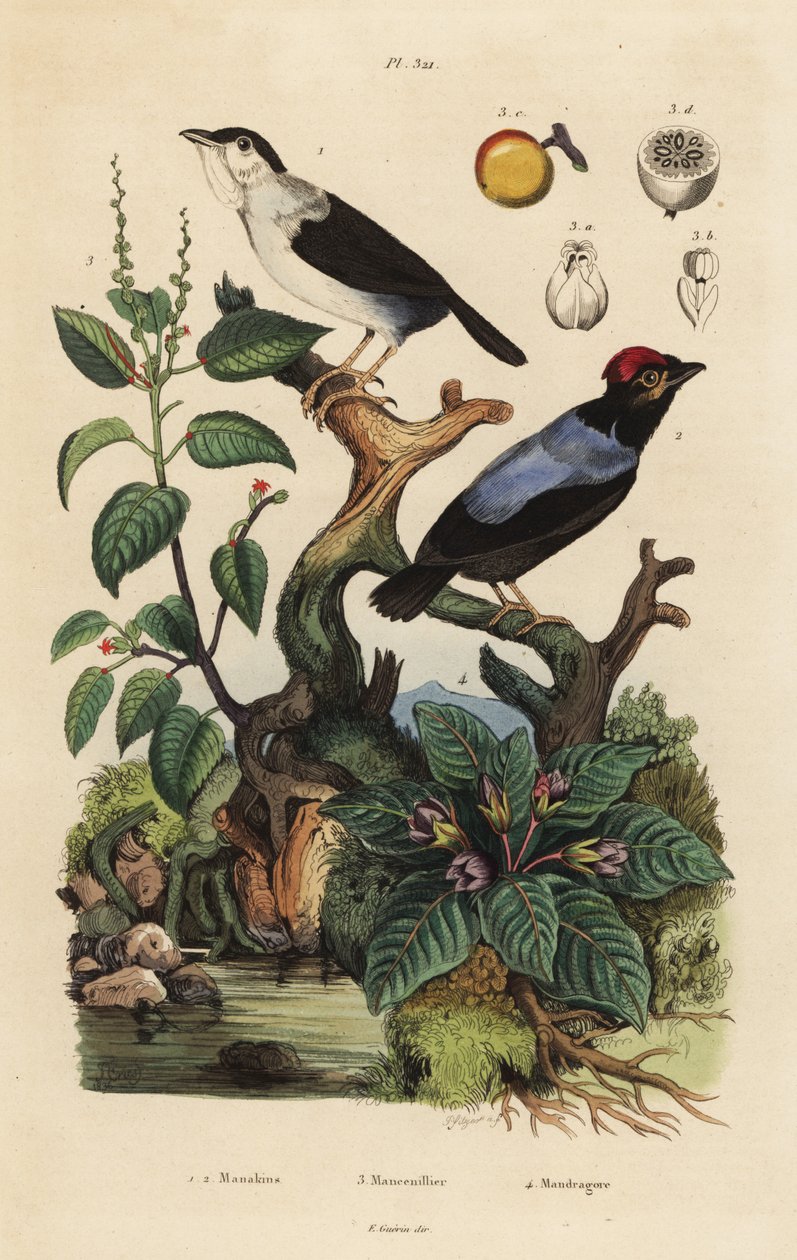 Hvit-ruffet manakim, carapace ultra, blåbøttet manakim, Chiroxyphea parayala, Manchanil-tre, Hippomanae ferskvann og mandrake, Mandragora officinarum av Unbekannt