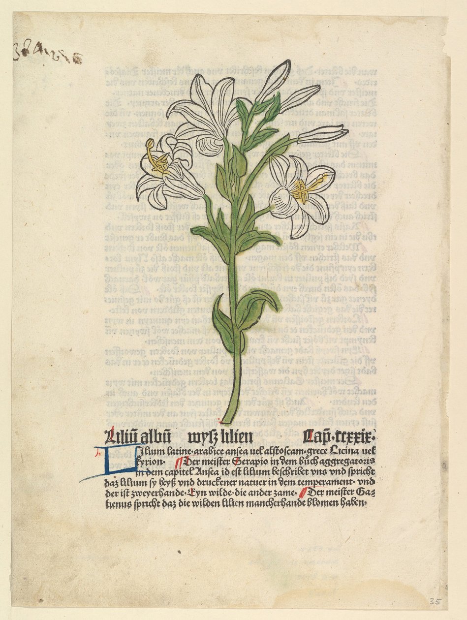 White Lily, illustrasjon fra Gart der Gesundheit Sch.4332, 28. mars 1485. av Unbekannt