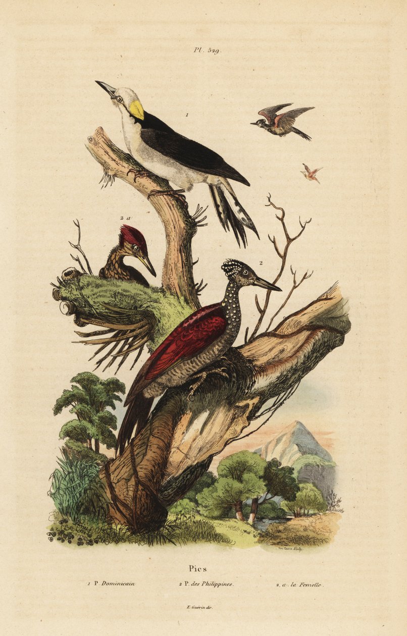 Hvitspett, Melanerpes candidus, filippinsk dvergspett, Yungipicus maculatus, hann og hunn av Unbekannt