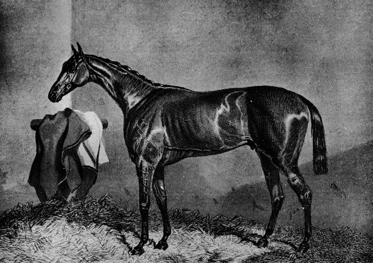 Wild Dayrell, 1852-1870, 1911 av Unbekannt