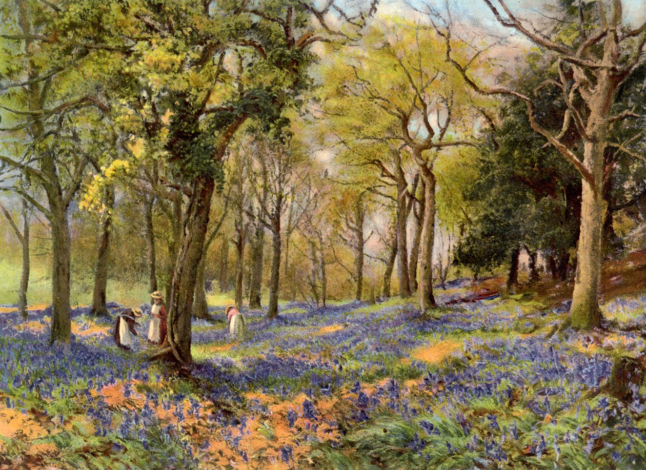 Wild Hyacinths in a Surrey Copse, 1906 av Unbekannt