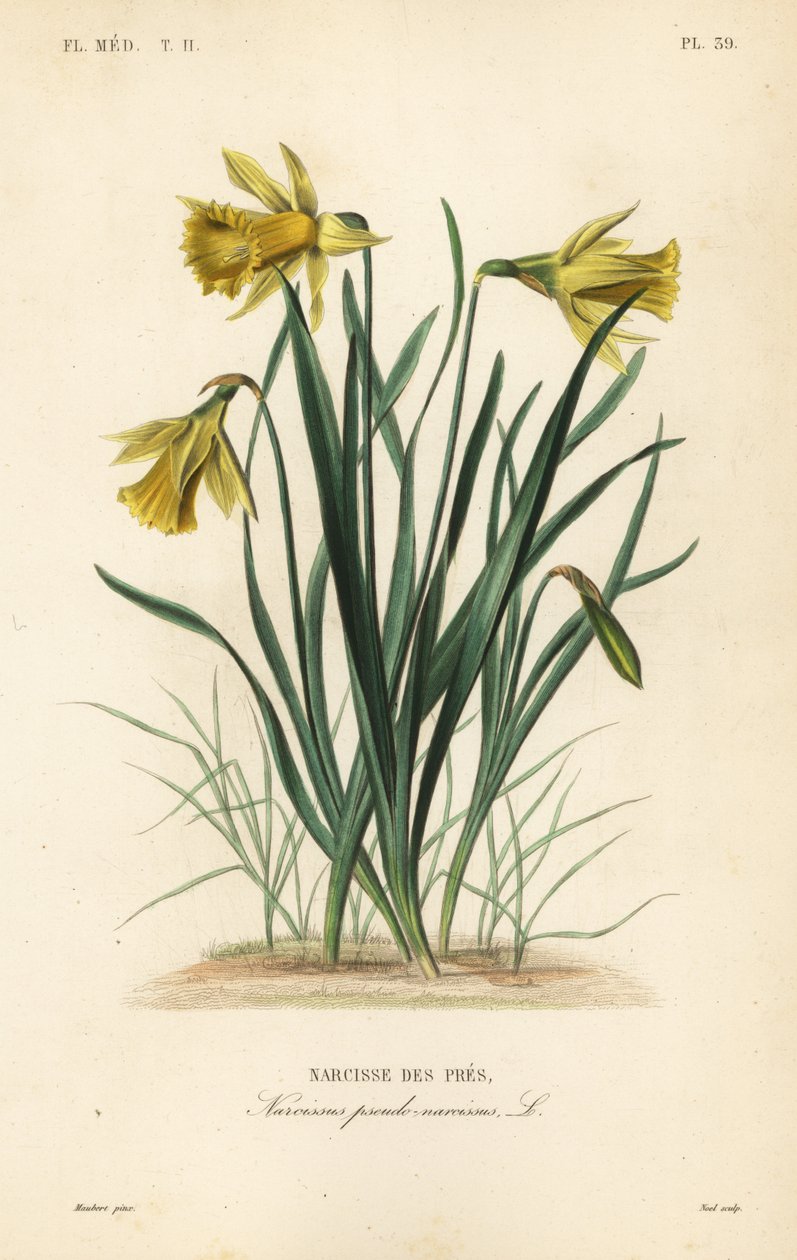 Vill påskelilje eller fastelavnslilje, Narcissus pseudonarcissus, Narcissus pseudo-narcissus, Narcisse des pres av Unbekannt