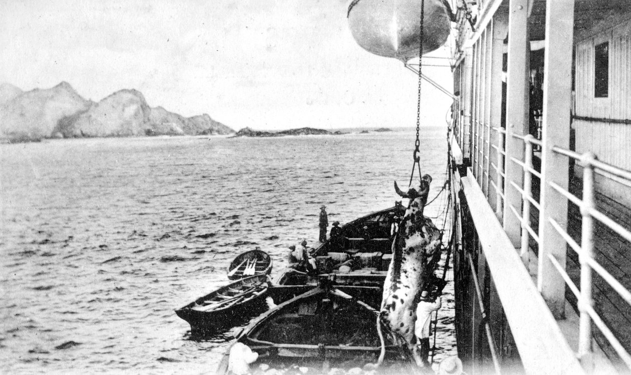 Vinsje en ku på en båt utenfor kysten av Chile, ca 1900-tallet av Unbekannt