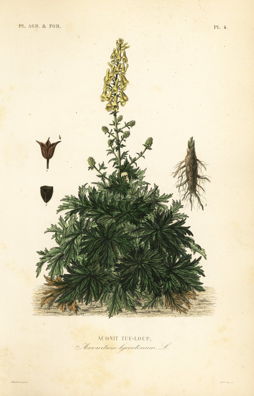 Ulvens bane eller ulvebane, Aconitum lycoctonum, Wolf