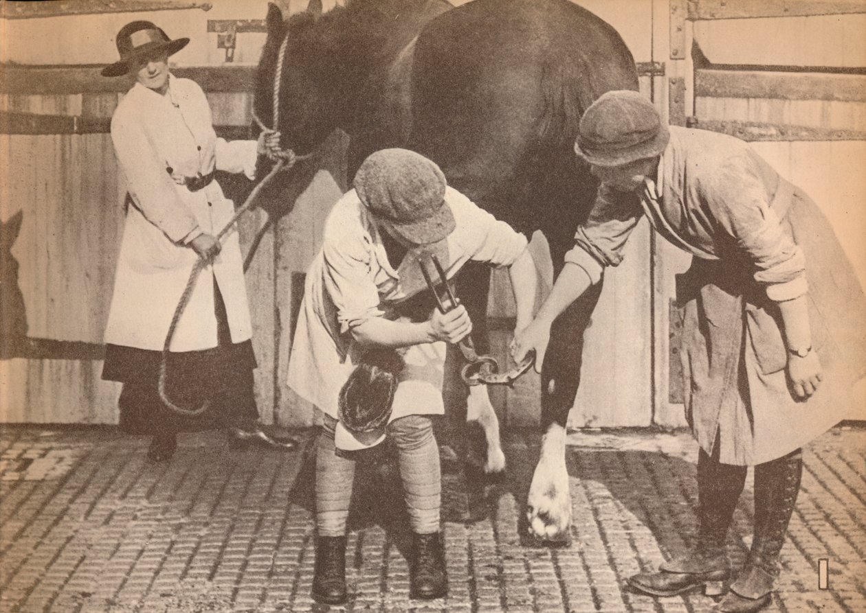 Kvinner som hovslagere på hestesykehuset til et stort firma med transportkontaktorer, c1916, 1935 av Unbekannt
