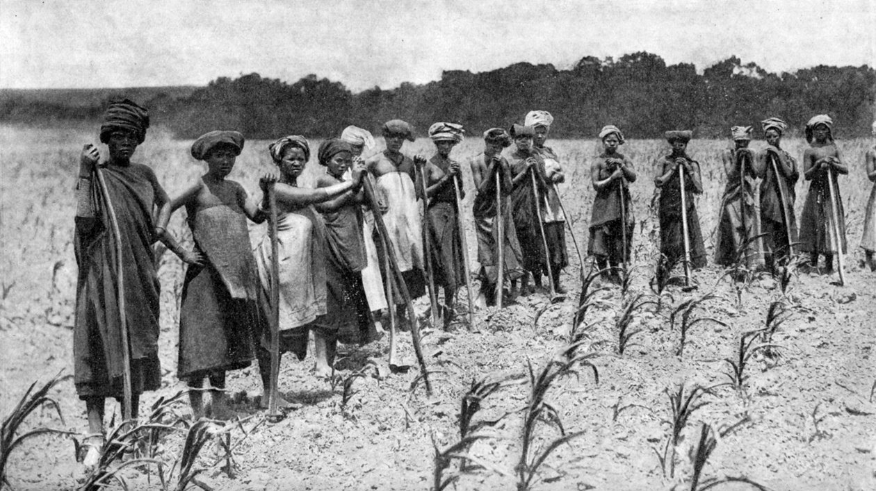 Kvinner som hakker et maisfelt, Sør-Afrika, ca 1923 av Unbekannt