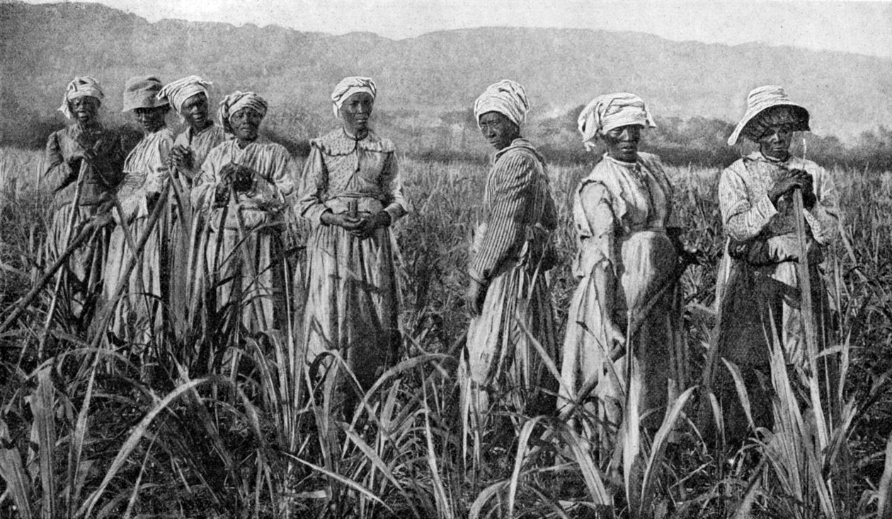 Kvinner som pleier unge sukkerrør på Jamaica, 1922 av Unbekannt