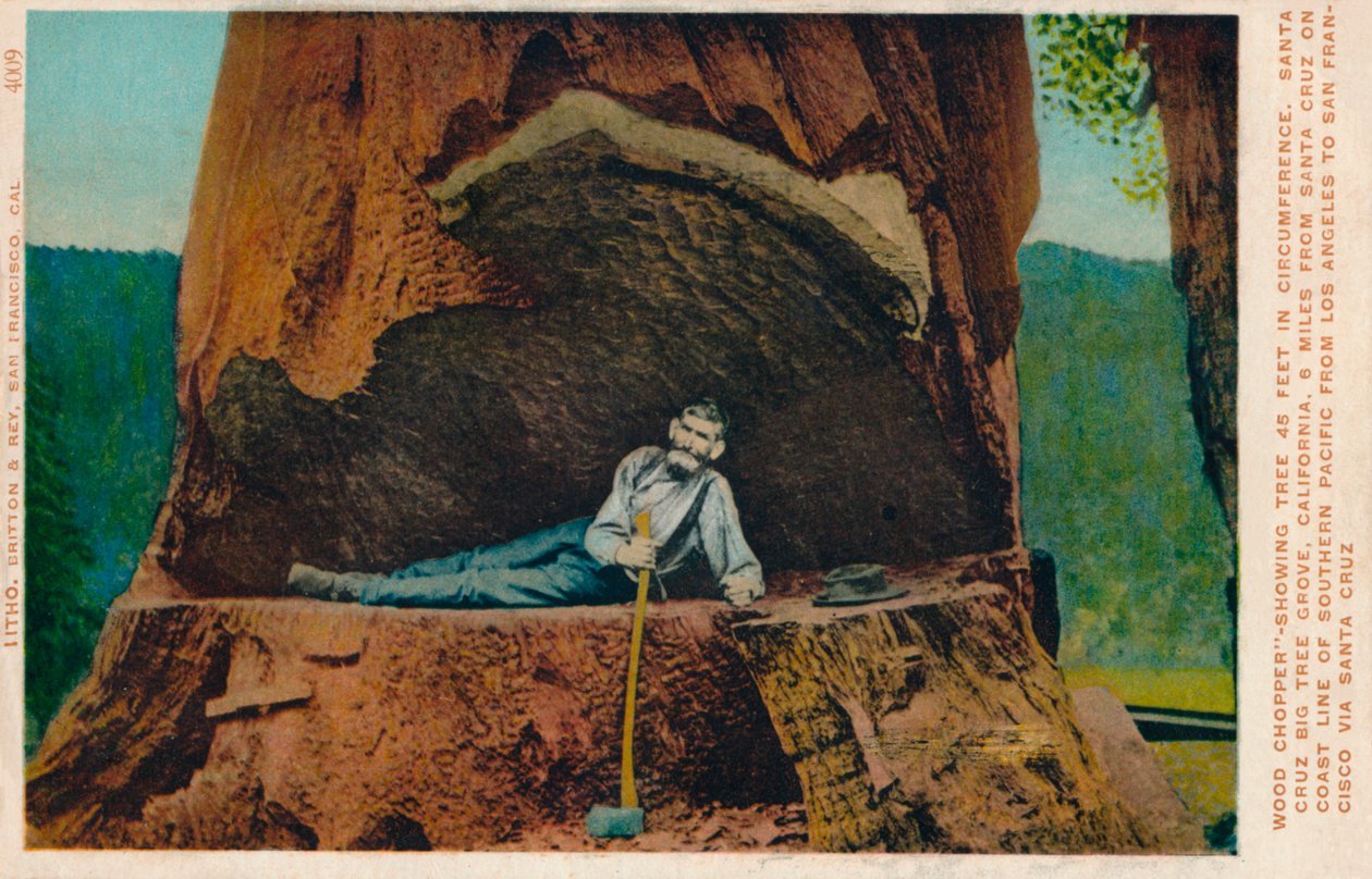 Wood Chopper-viser tre 46 fot i omkrets. Santa Cruz Big Tree Grove, California, c1909 av Unbekannt