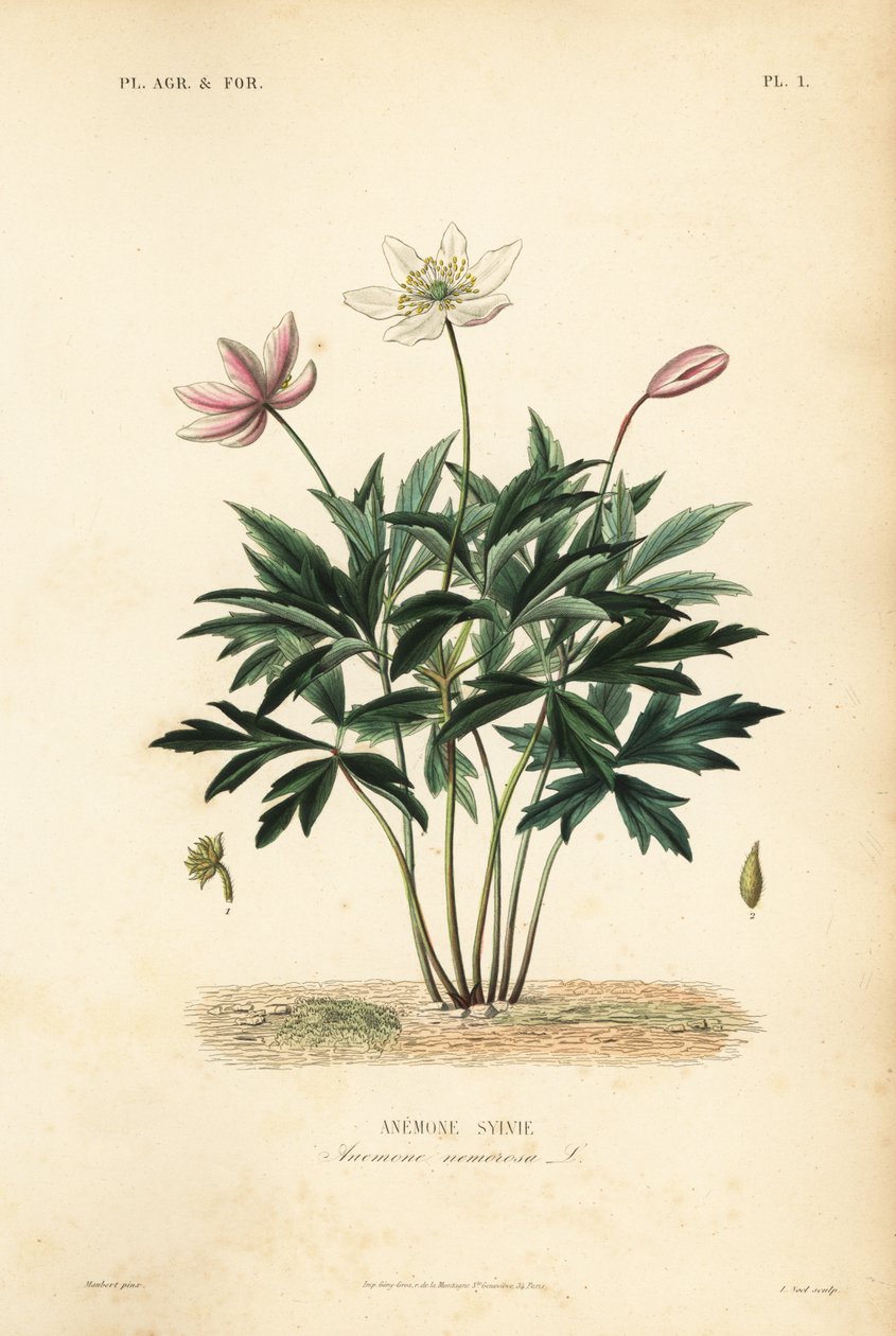 Skogsane eller vindblomst, Anemone nemorosa, Anemone sylvie av Unbekannt