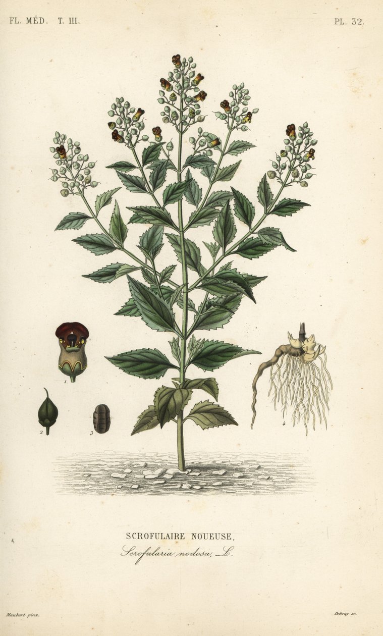 Skogfikenurt, Scrophularia nodosa, Scrofulaire noueuse av Unbekannt