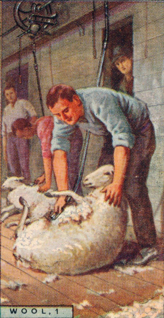 Ull, 1. - Klipping av sauer av maskiner, Australia, 1928 av Unbekannt