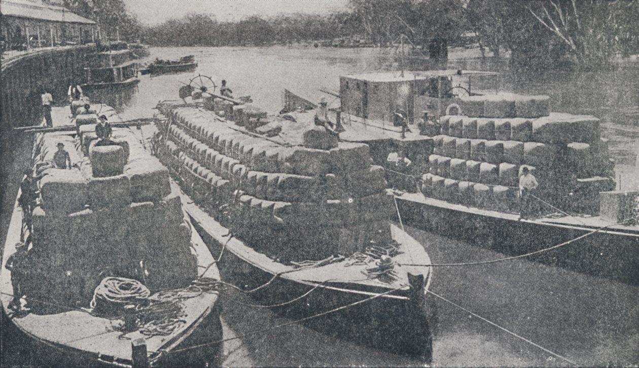 Ulllektere på Murray River, 1923. av Unbekannt