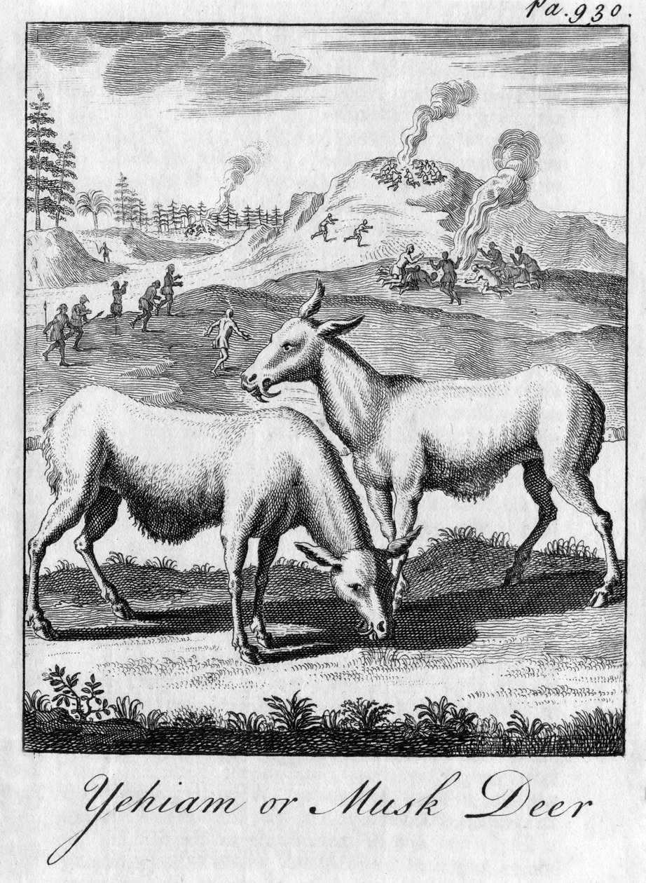 Yehiam eller moskushjort, c1700-tallet av Unbekannt