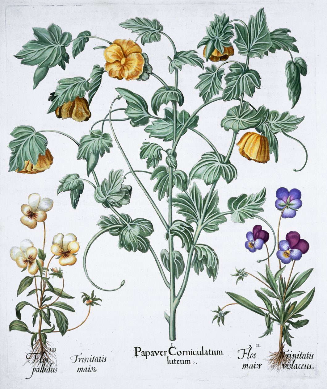 Gulhornet valmue, 1613 av Unbekannt