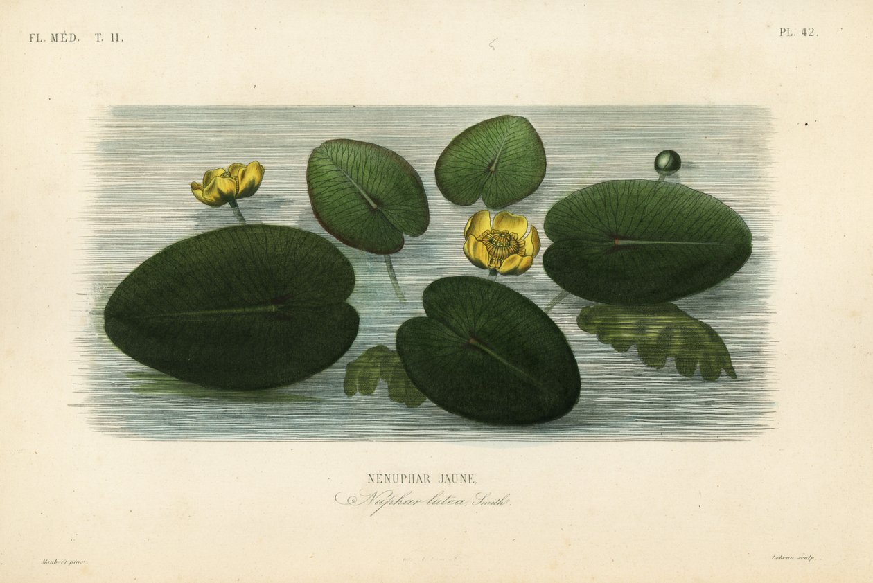Gul vannlilje, Nuphar lutea, Nenuphar lutea, Nenuphar jaune av Unbekannt