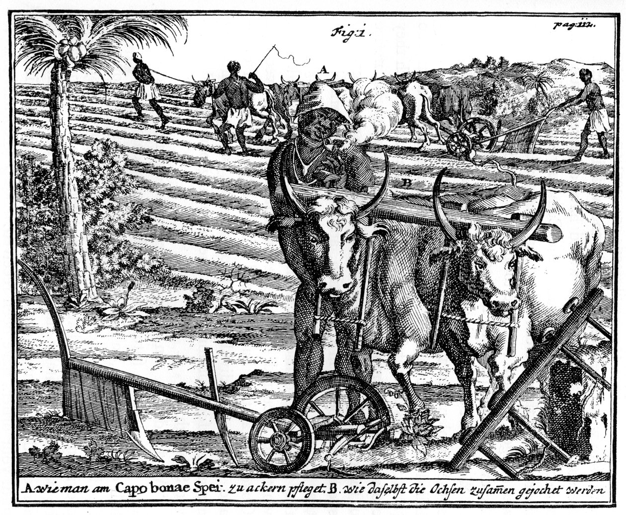 Yoking okser og pløyefelt, Sør-Afrika, 1700-tallet 1931 av Unbekannt