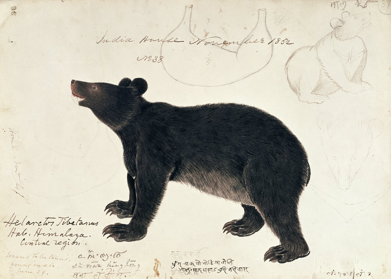 Tegning av en asiatisk svartbjørn, Ursus Tibetanus, fra den sentrale delen av Himalaya av Unbekannt Unbekannt