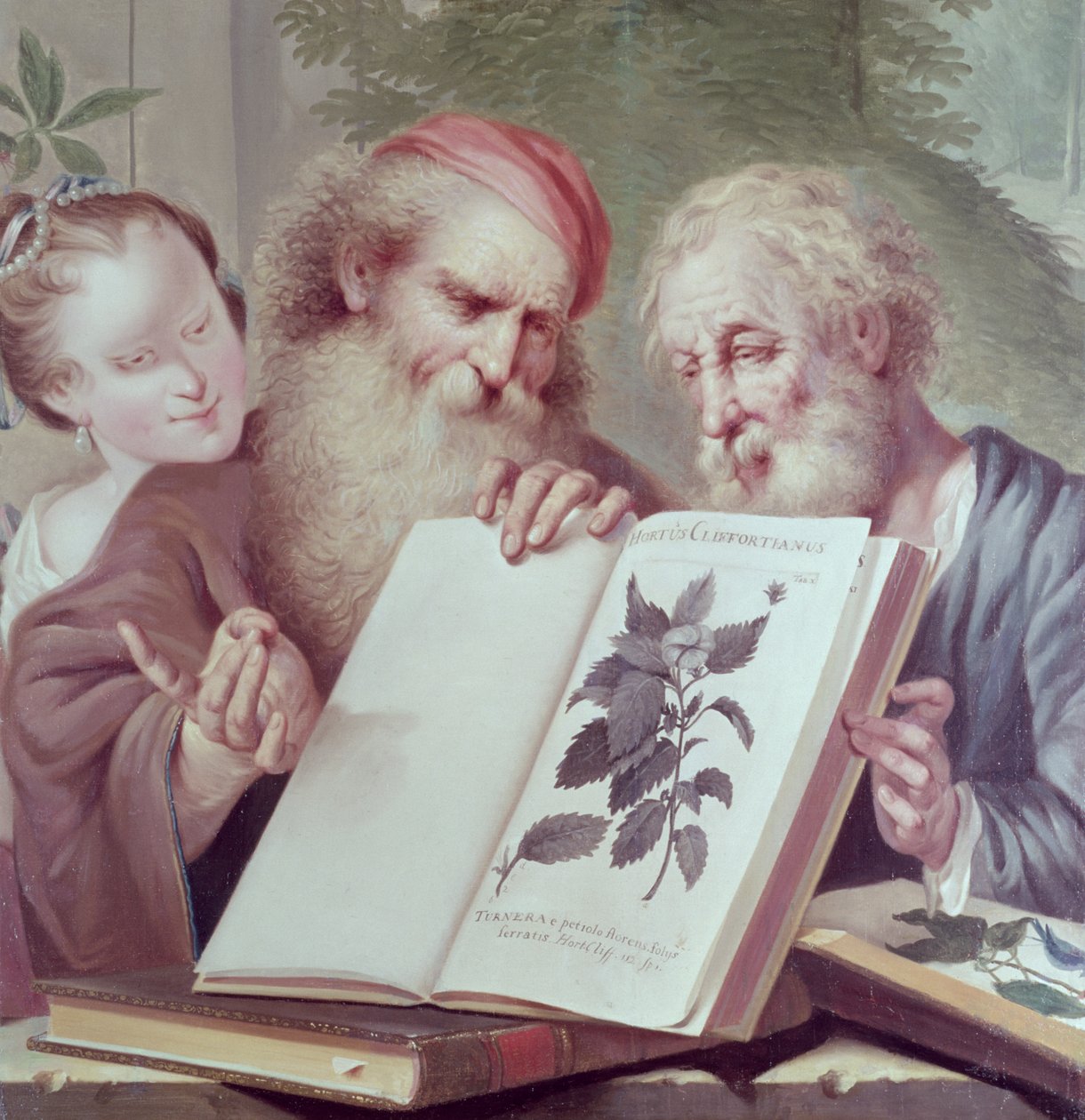 Illustrasjon fra Hortus Cliffortianus, av Carl Linnaeus (1707-78) utgitt Amsterdam 1737-38 av Unbekannt Unbekannt