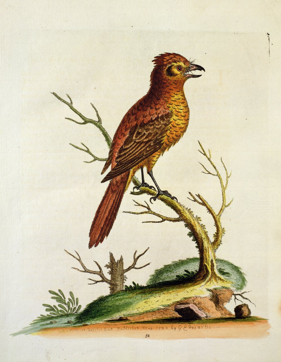 Indian Great Crested Bulcher Bird, pub. mai 1742 av G.E. Inard av Unbekannt Unbekannt