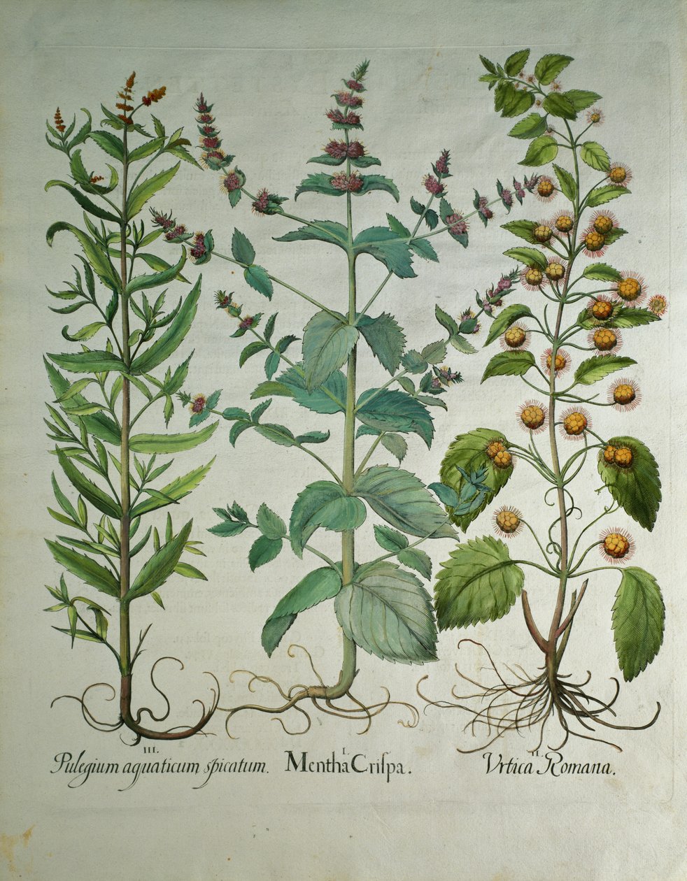 Mynte: Mentha crispa av Unbekannt Unbekannt