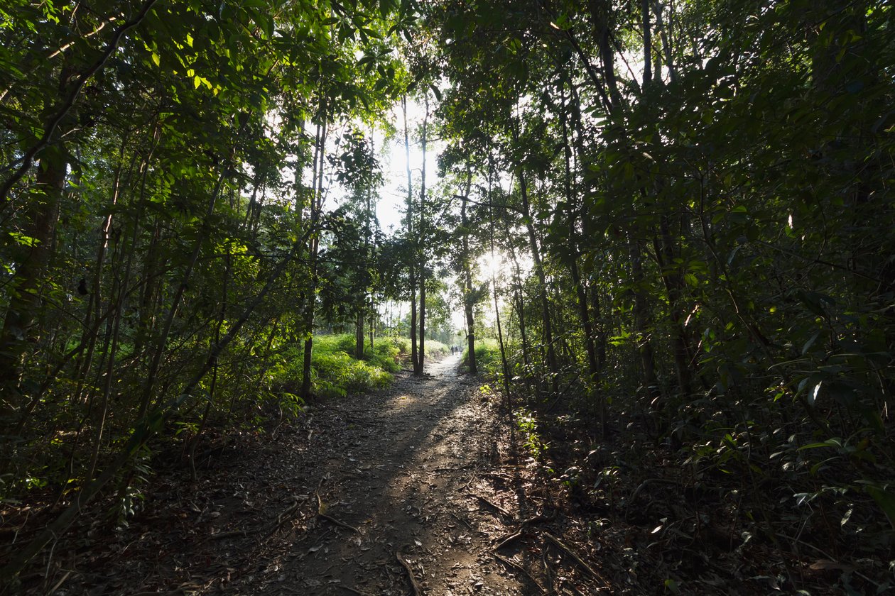 Sti i jungelen ved Camp Leaky, Tanjung Puting nasjonalpark, Central Kalimantan, Borneo, Indonesia av Unbekannt Unbekannt