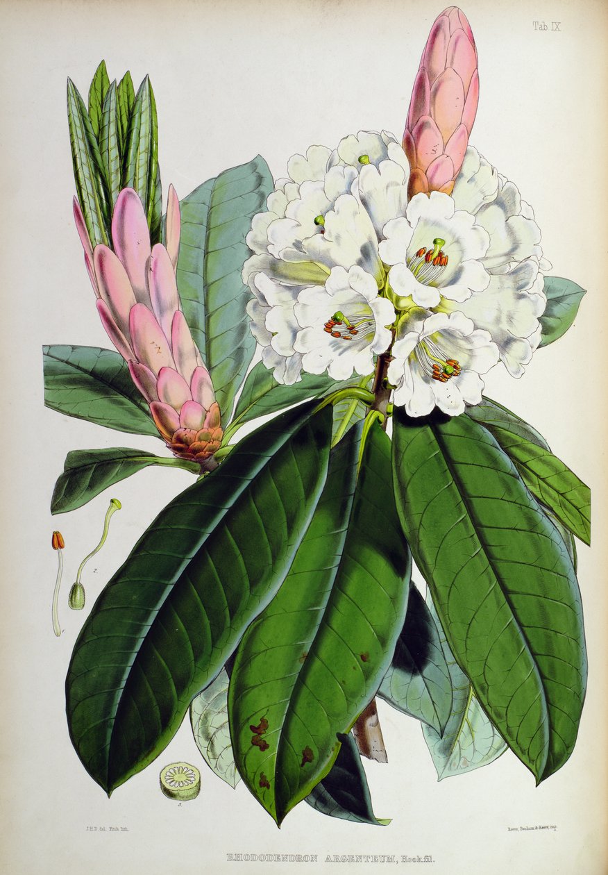 Rhododendron: Argenteum, fra `The Rhododendrons of Sikkim-Himalaya, av J.D. Hooker, 1849-51 av Unbekannt Unbekannt