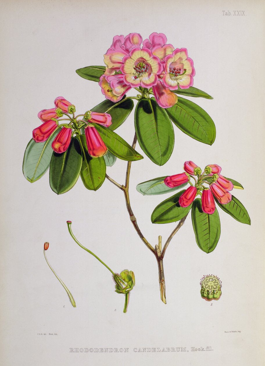 Rhododendron: Candelabrum, fra `The Rhododendrons of Sikkim-Himalaya av J.D. Hooker, 1849-51 av Unbekannt Unbekannt