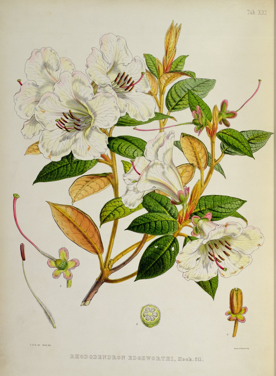 Rhododendron: Edgeworthi fra `The Rhododendrons of Sikkim-Himalaya av J.D. Hooker 1849-51 av Unbekannt Unbekannt