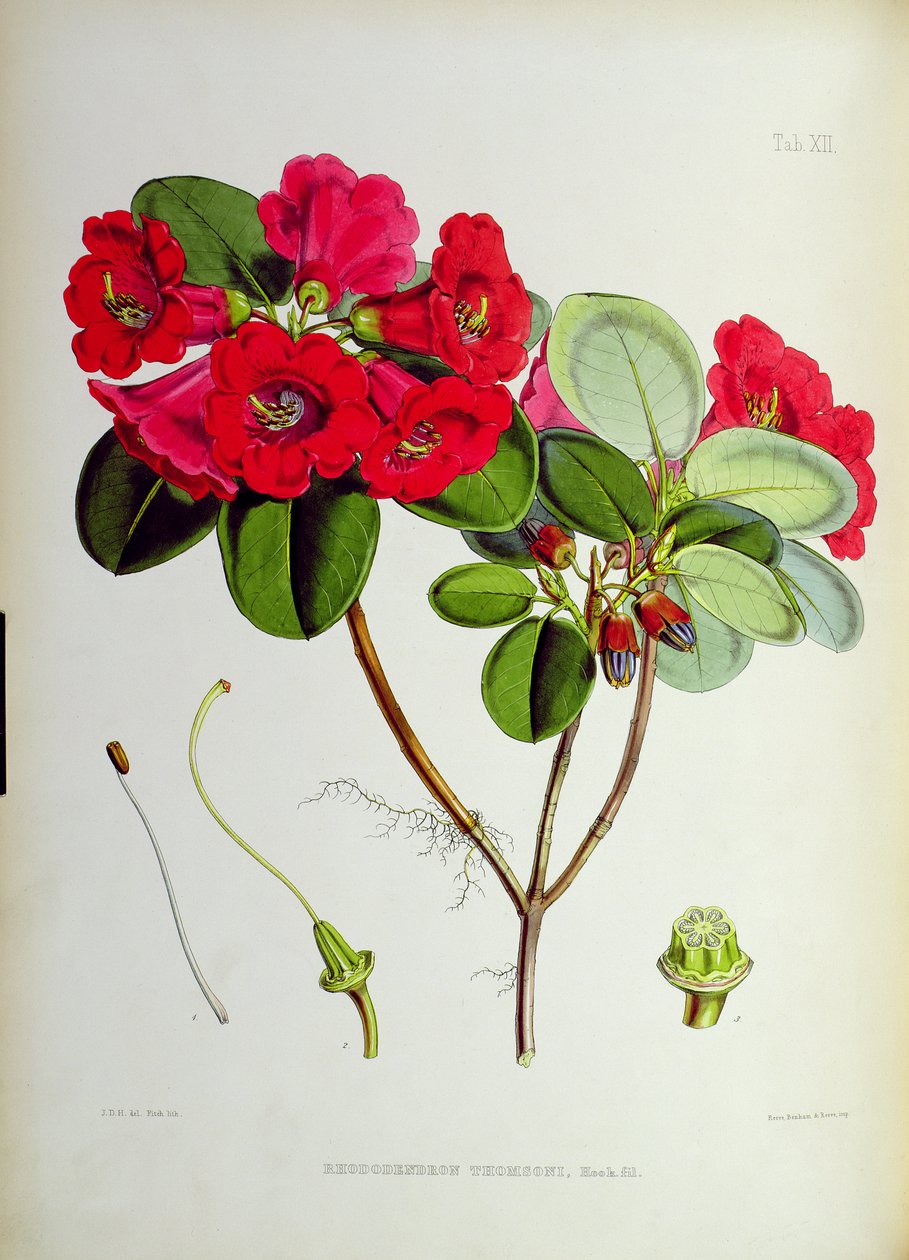 Rhododendron: Thomsoni, fra `The Rhododendrons of Sikkim-Himalaya av J.D. Hooker 1849-51 av Unbekannt Unbekannt