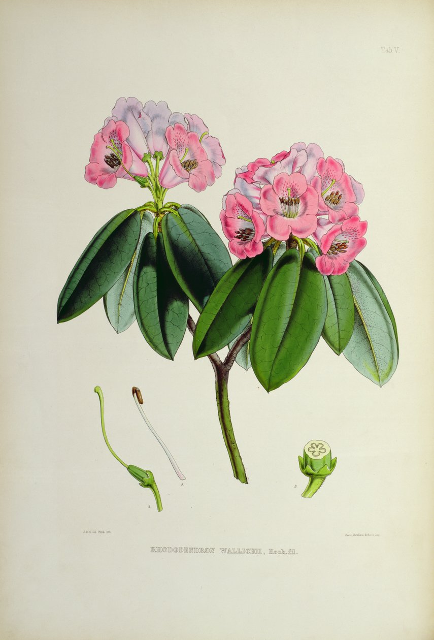 Rhododendron: Wallichii, fra `The Rhododendrons of Sikkim-Himalaya av J.D. Hooker 1849-51 av Unbekannt Unbekannt