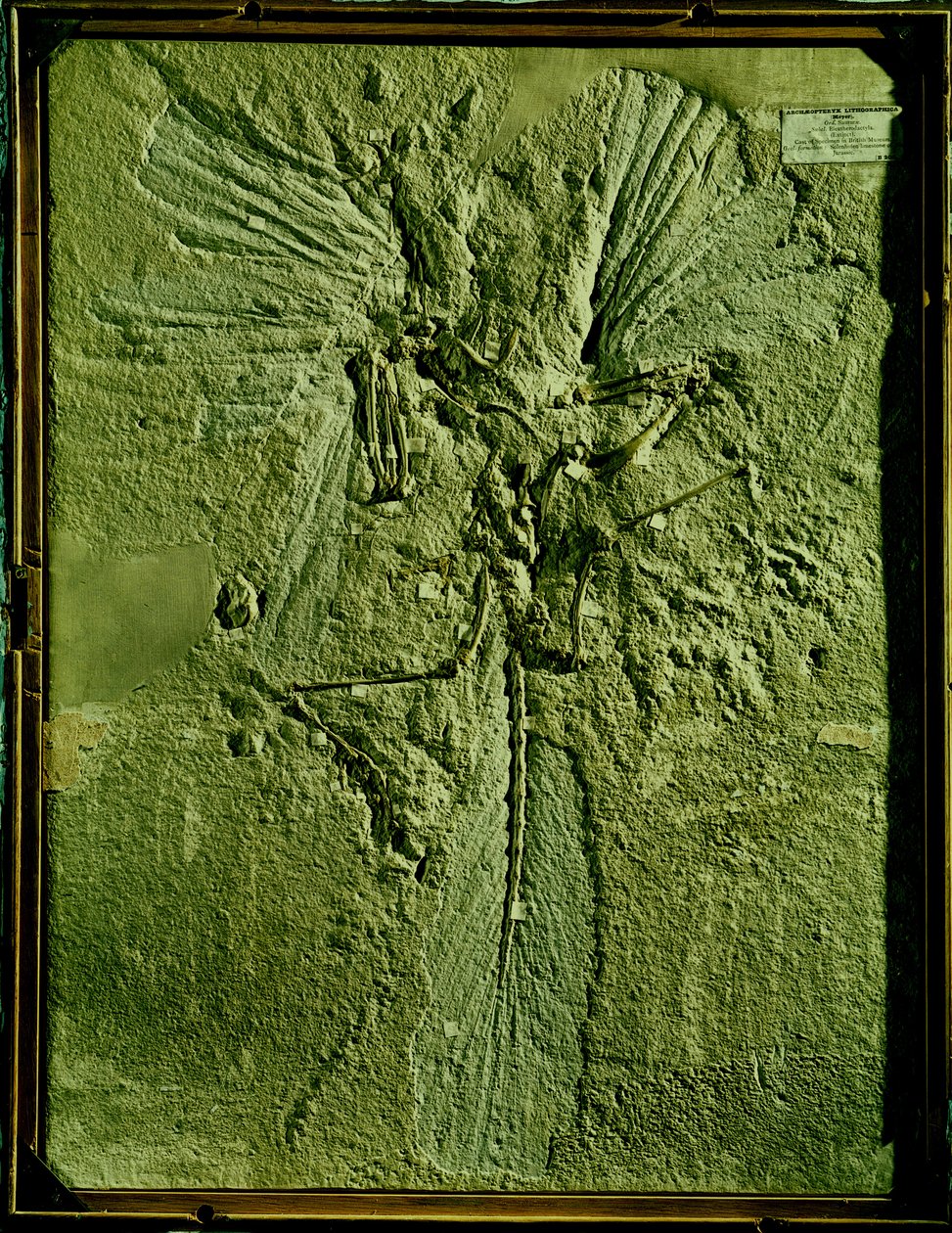 Rollebesetning av Archeopteryx lithographica av Unbekannt Unbekannt
