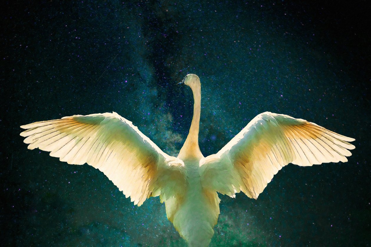 Cygnus, 2017, av Unbekannt Unbekannt