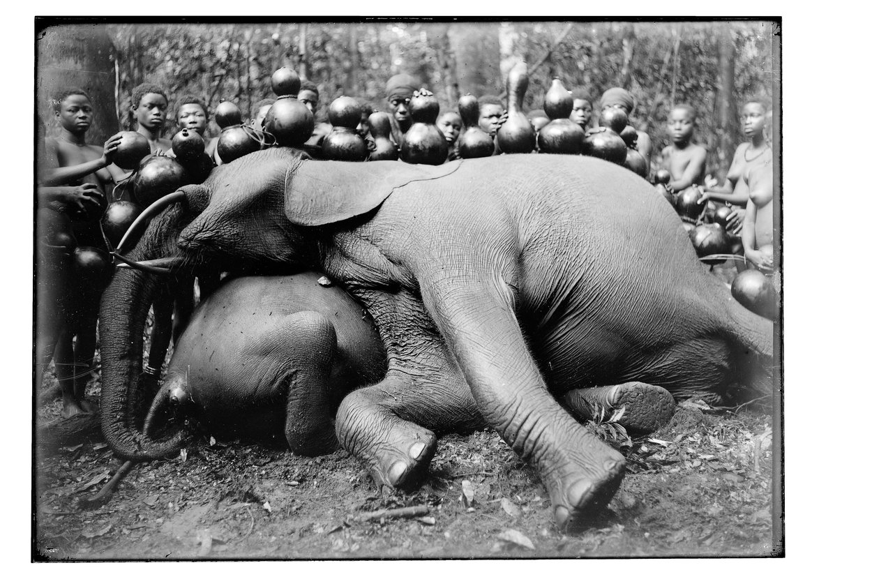 Elefant, ca. 1910 av Unbekannt Unbekannt