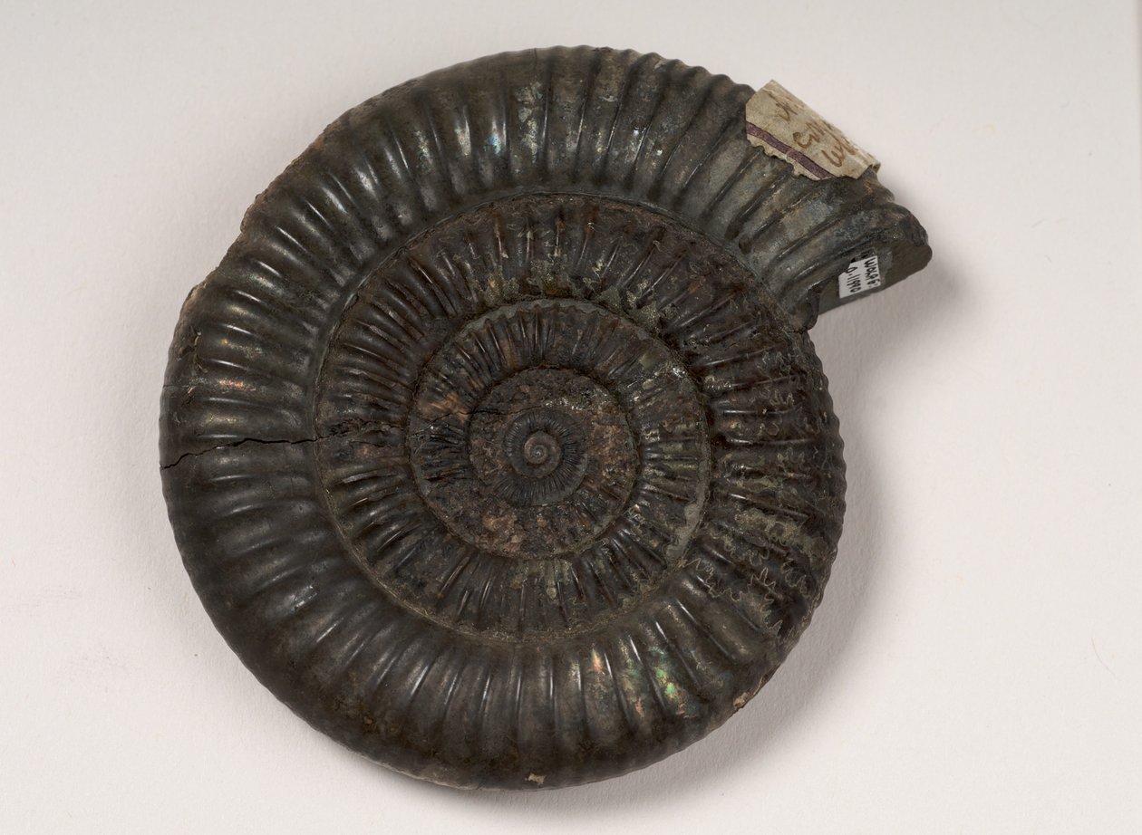 Fossil ammonitt identifisert som Dactylioceras sp., omtrent 190 millioner år gammel av Unbekannt Unbekannt