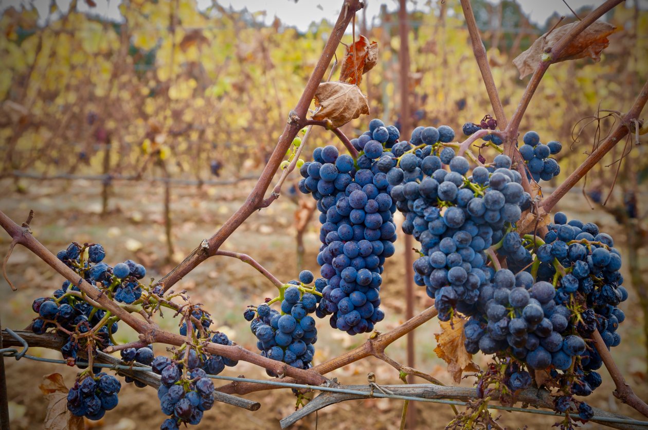 Grapes On A Vine, 2018 av Unbekannt Unbekannt