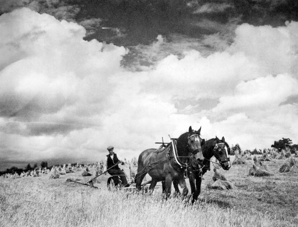 Høsting av irsk ruggress, 1940 av Unbekannt Unbekannt