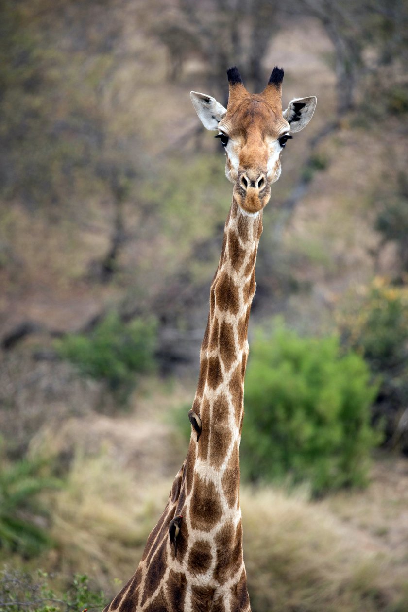 Kruger nasjonalpark, giraff av Unbekannt Unbekannt