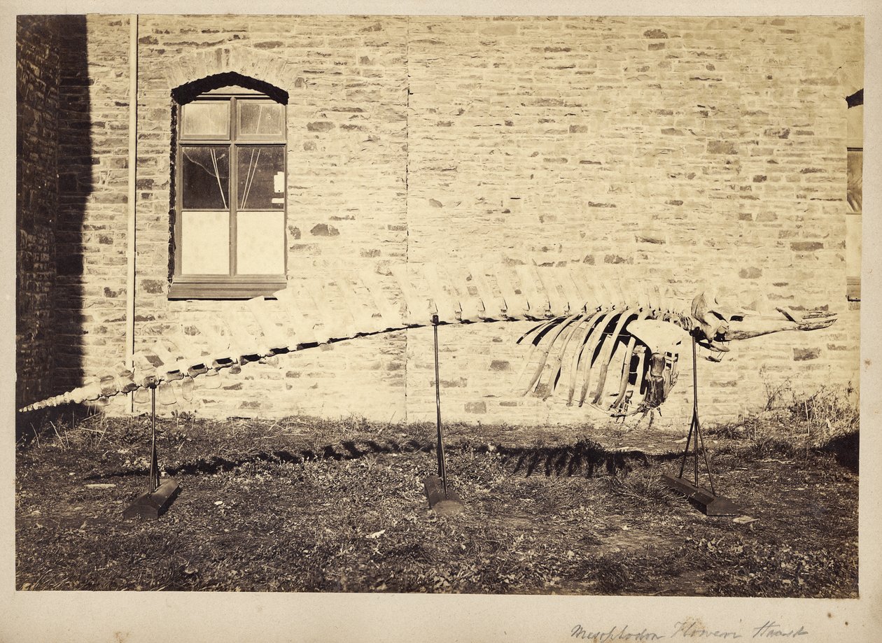 Mesoplodon Floweri Haast, slutten av 1870-tallet av Unbekannt Unbekannt