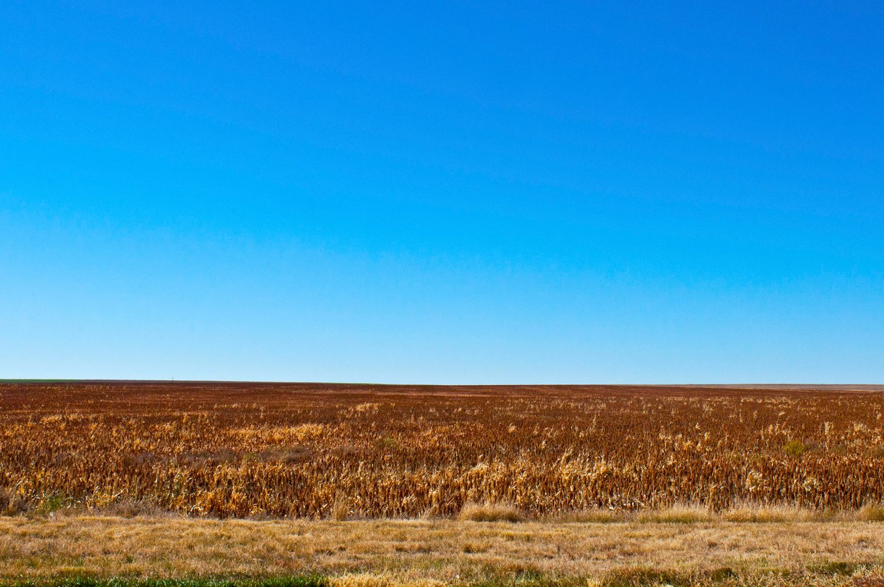 Sorghum klar for høsting, Eads, Colorado av Unbekannt Unbekannt