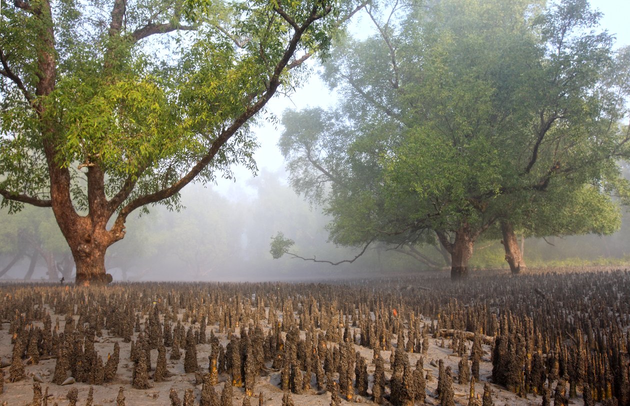 Sundarbans av Unbekannt Unbekannt