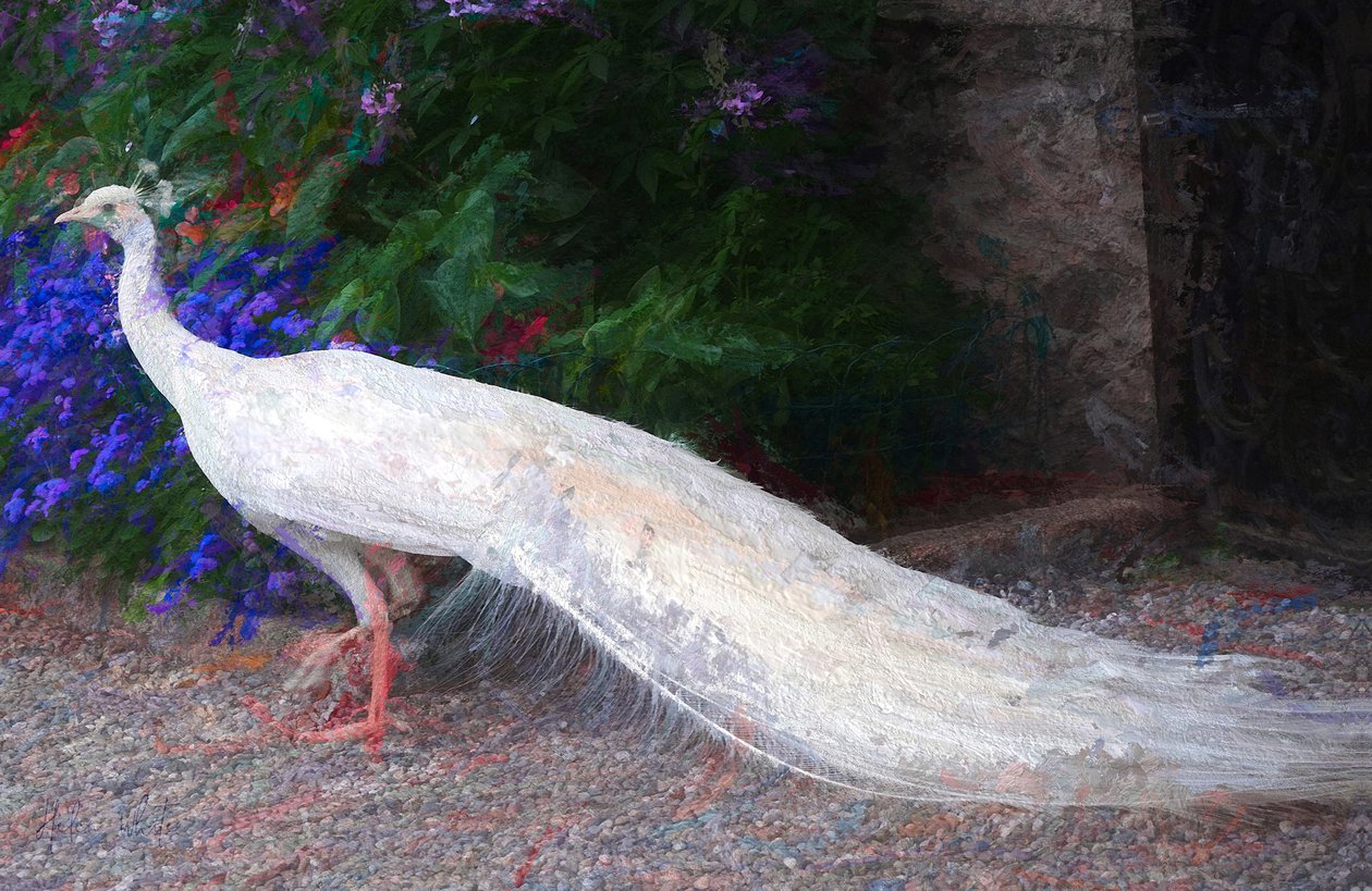 White Peacock, 2018, av Unbekannt Unbekannt