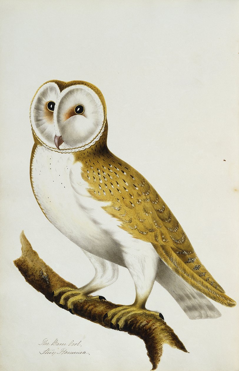 A Barn Owl, en del av An Album of Watercolors of Birds and Their Eggs, ca. 1800 av Unbekannt