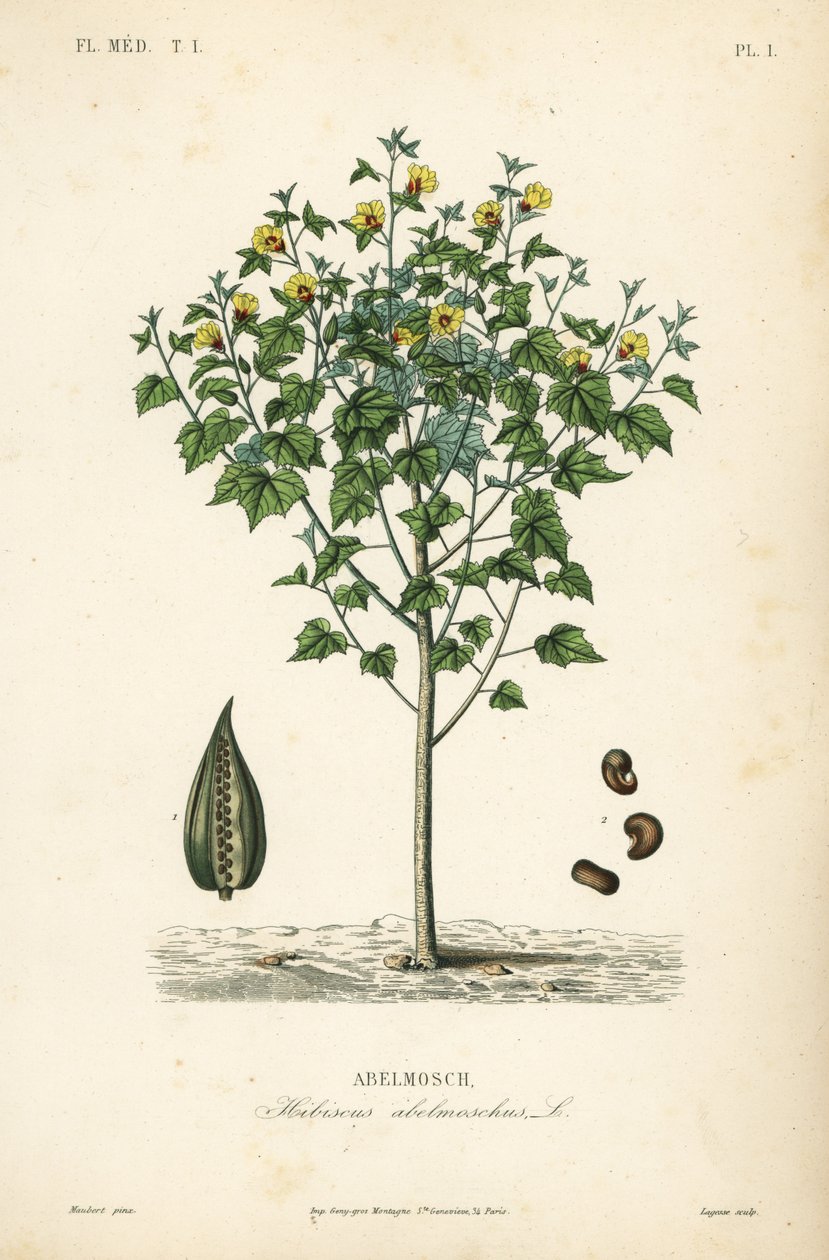 Abelmusk, paraply eller årlig hibiscus, Abelmoschus moschatus, Hibiscus abelmoschus, Abelmosch av Unbekannt